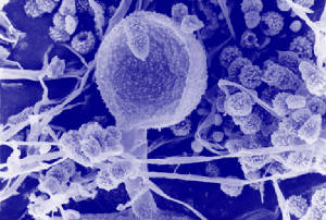 Fungi_2.jpg